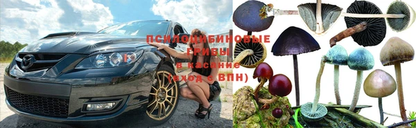прущие грибы Магадан